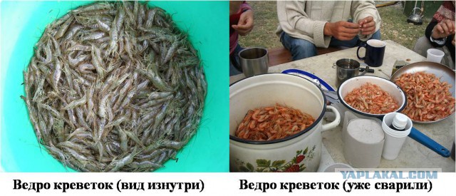 Копченые королевские креветки