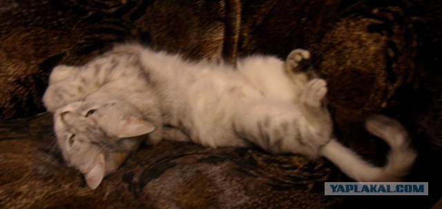 Котовторник 18.11.2014