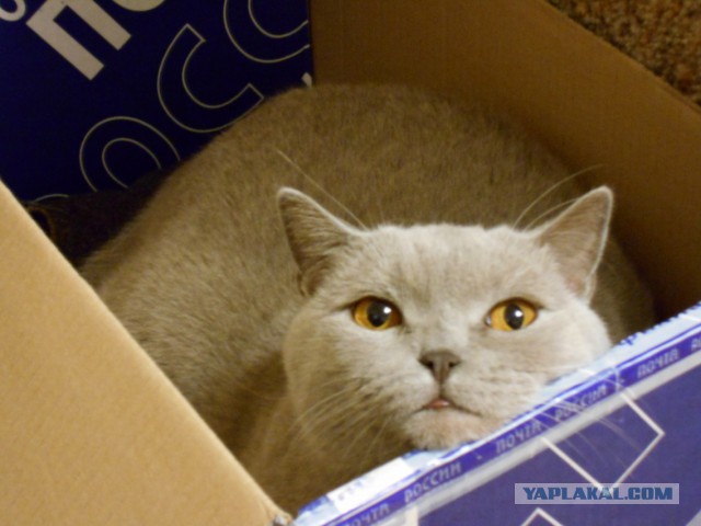 Котовторник