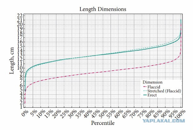 Ученые определили среднюю длину полового члена