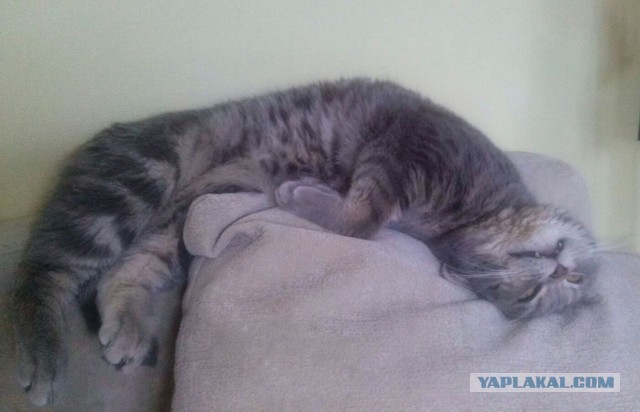 Котовторник 29-09-2015,