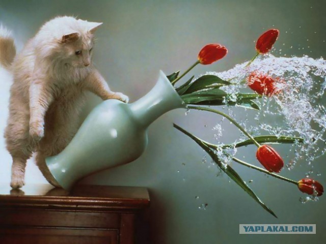 17 фотографий котов