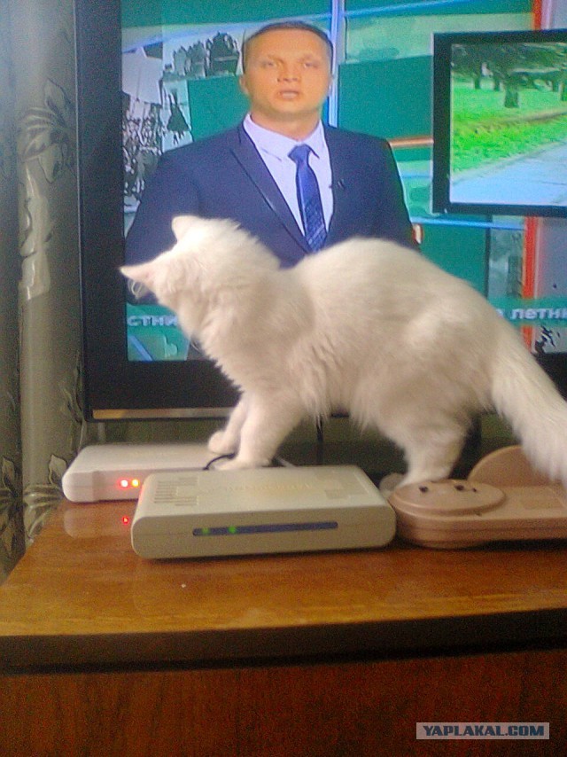 Котовторник 17.11.2015