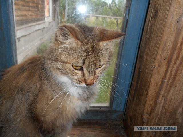 Жизнь домашнего приюта для котеек 121