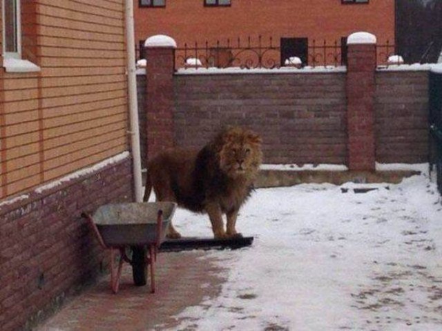 Самые смешные животные