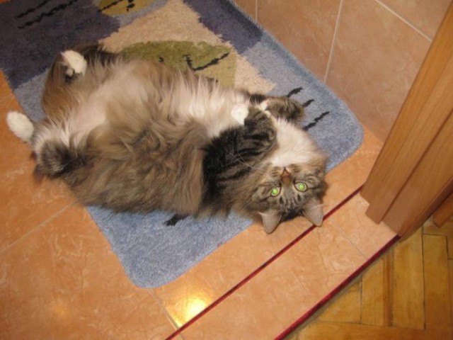 Коты из сети