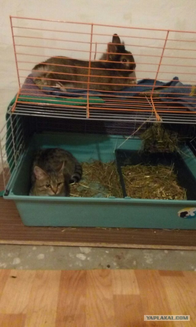 20 мест, в которых не должно было быть кота, но вот он