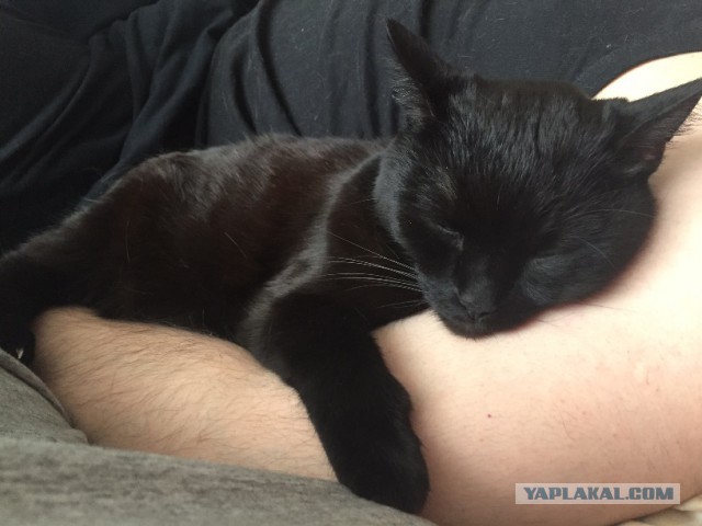 Котовторник  31.01.2017