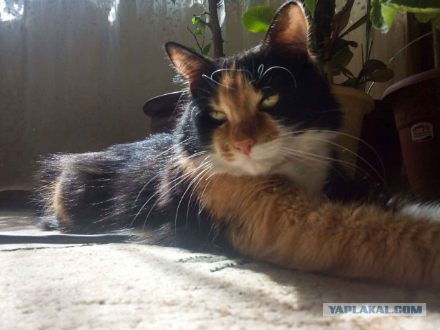 Котовторник 21.02.2017