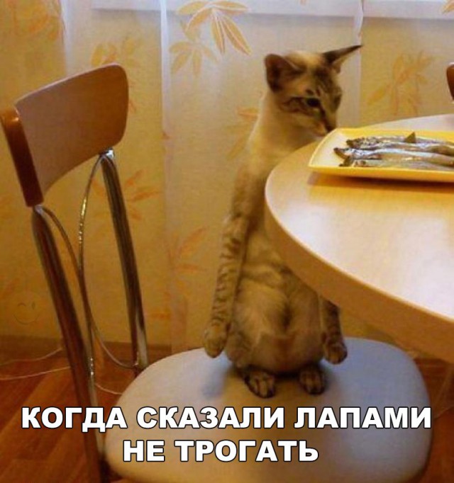 Подборка забавных животных