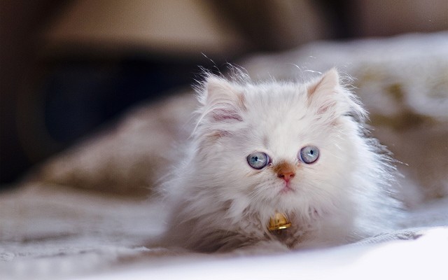 Коты и Кошки