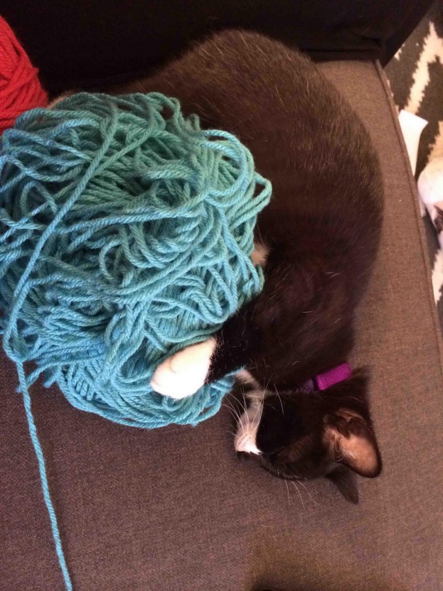 Коты и Кошки