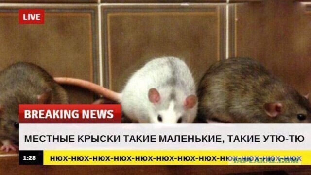 150 картинки для поднятия настроения!