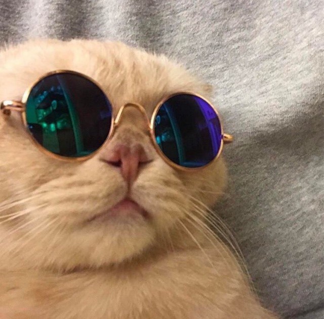 Коты и Кошки