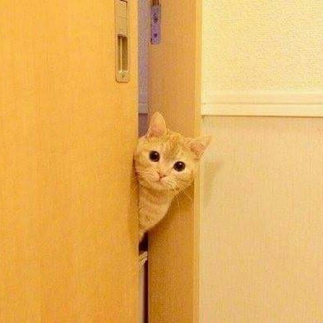 Коты и Кошки