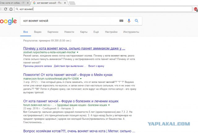 Спас кота от собак.