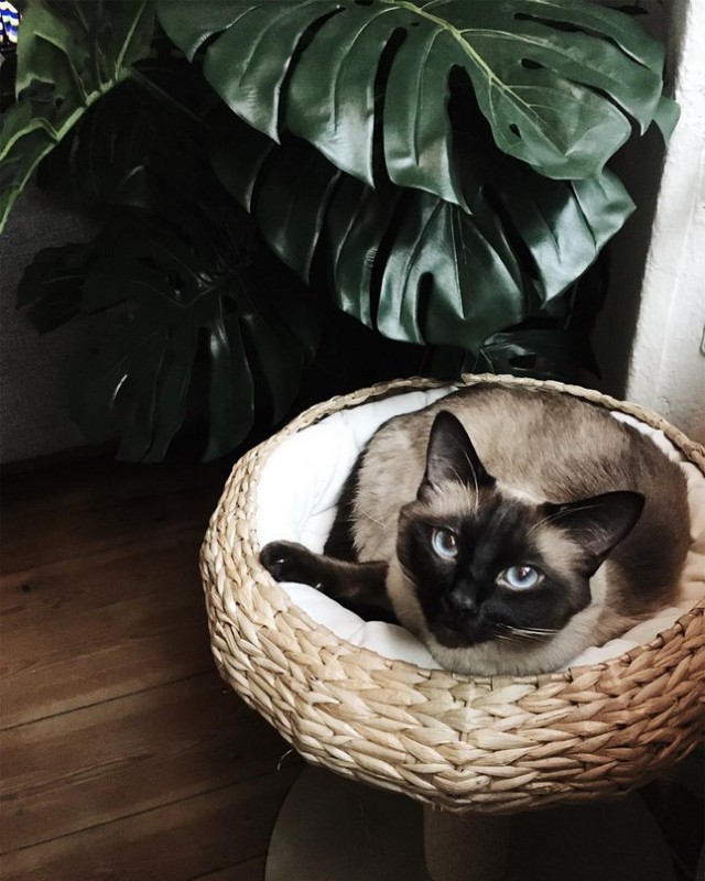 Фотобомбы котов