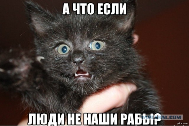 Застыдили котеньку