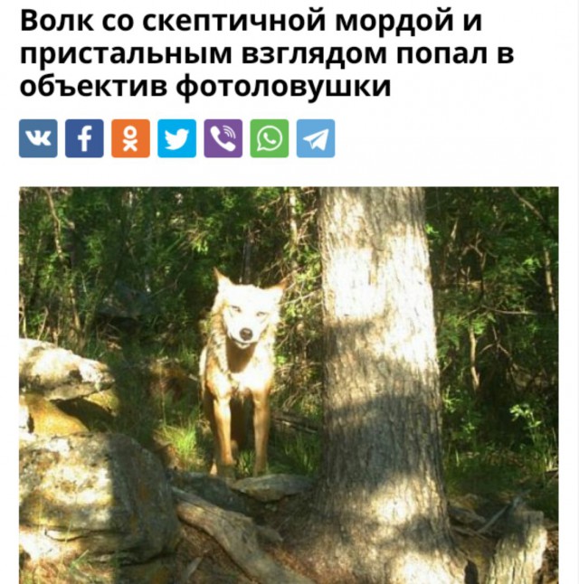 Пользователи интернета видят рифмы и слагают прикольные четверостишия