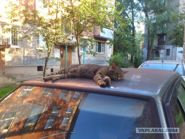 Боевые коты