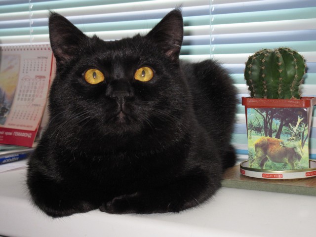 Котовторник на середину июня