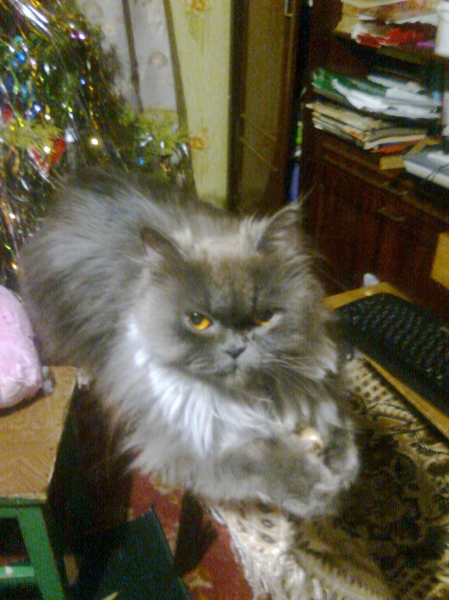 Котовторник с Максом