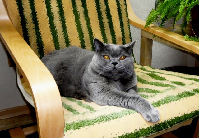 Котовторник 22.11.11