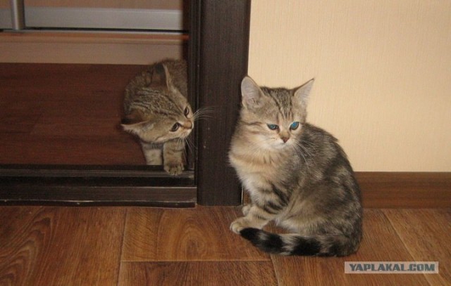 Котовторник (24. 01. 2012 )