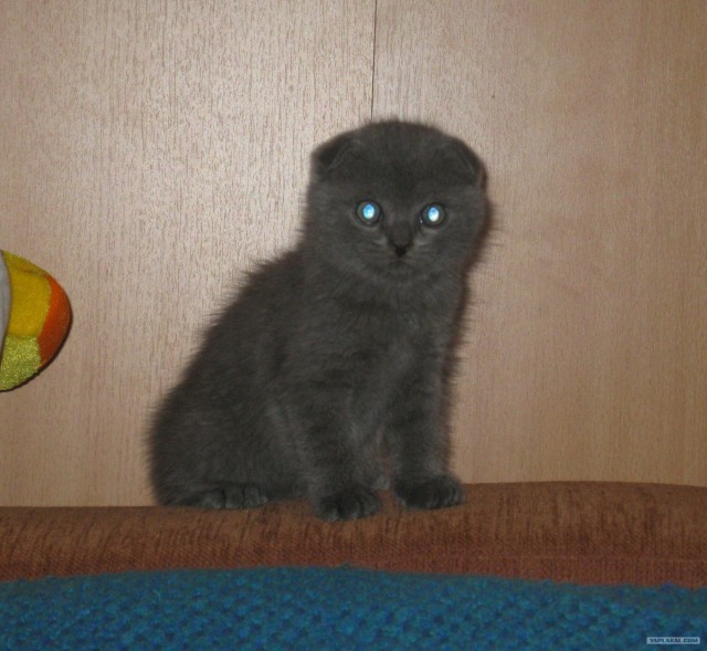 Котовторник  4.09.12