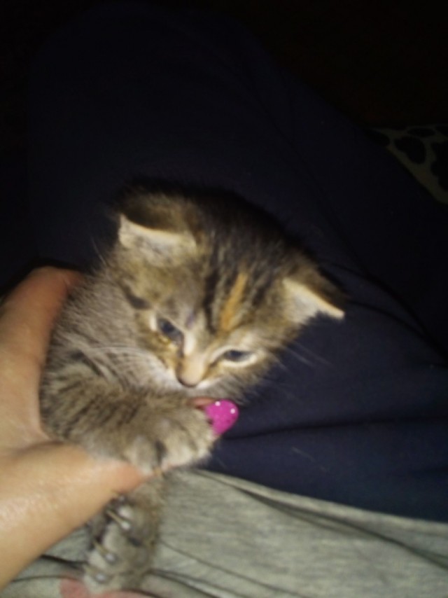 Забавные фото котеек
