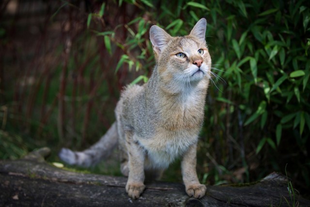 Дикий котовторник 20.08.19