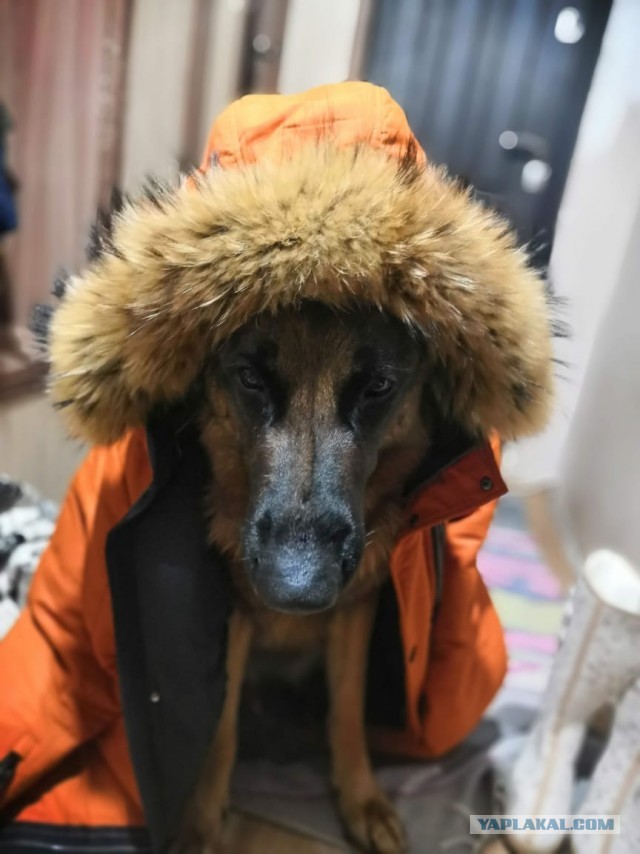 А какие у вас питомцы?