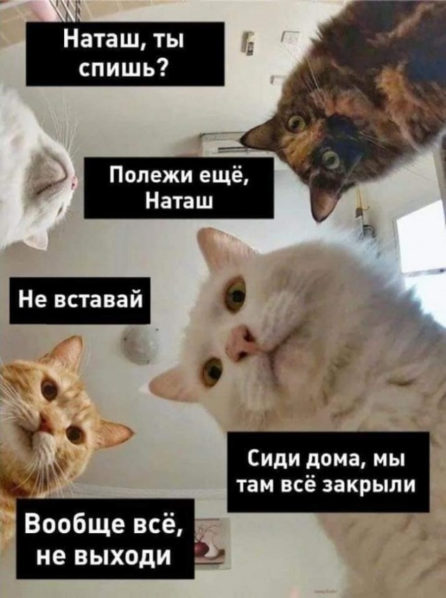 «Наташ, ты спишь?» Мемы с котами стали хроникой смутных времен