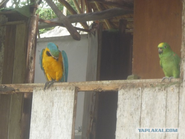 Треска с попугаями