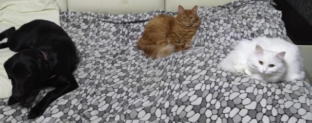 По просьбам в теме ниже. Реальный котовторник!