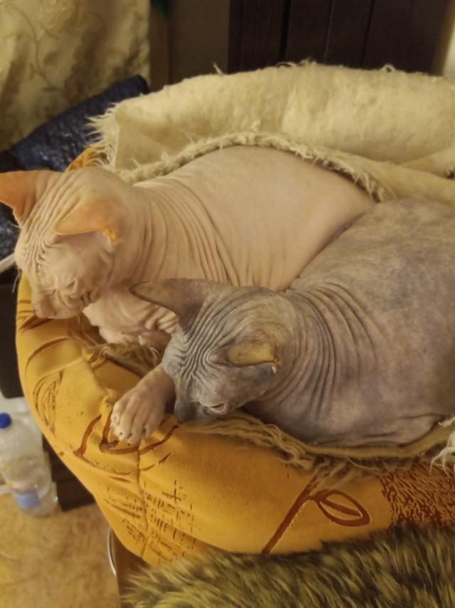 Страшнее кошки зверя нет