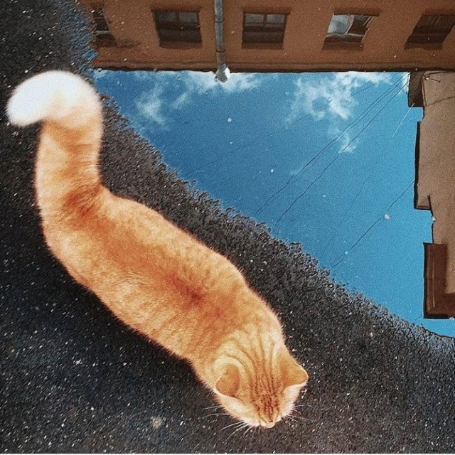 Уличные котаны
