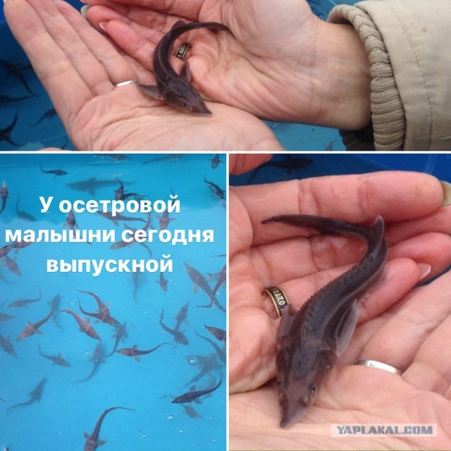 Живу в Красноярске