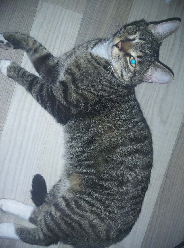 Кот Василий