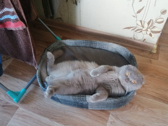 Котовторнику быть