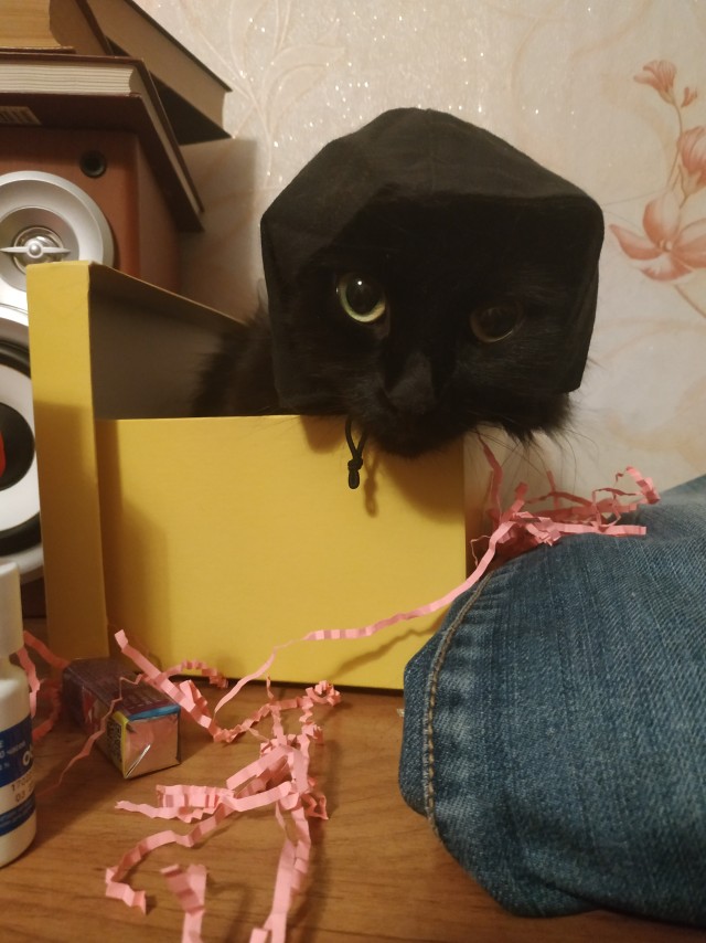 Милота котовторника