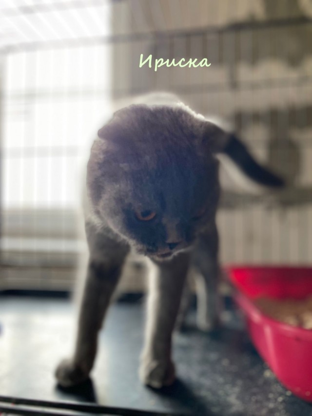 Жизнь домашнего приюта "Котоленд" 336