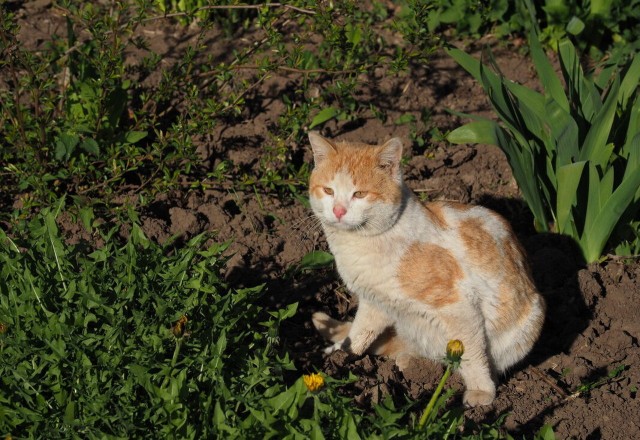Котовторник 07.06.2022