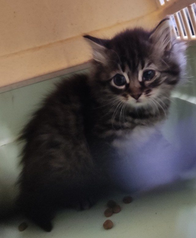 Коты, куда уж без них