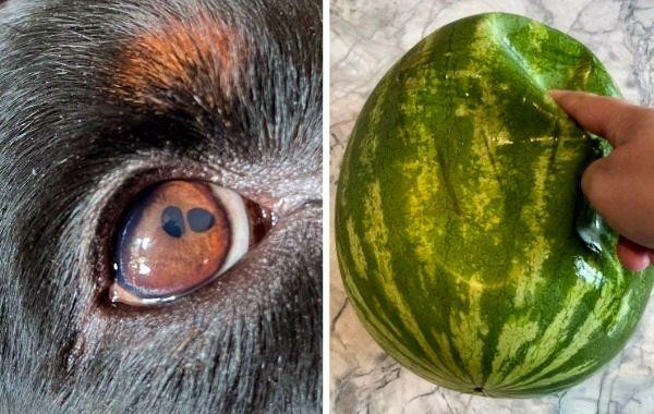 16 неожиданностей, которые преподнёс мир, доказав, что всё удивительное происходит у нас под носом