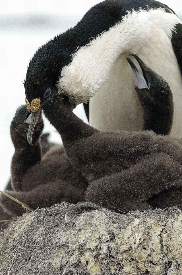 Северный ледовитый океан