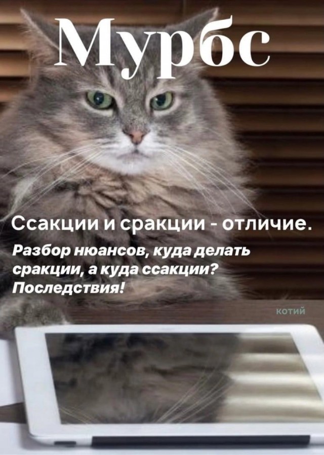 Журнал успешных котов