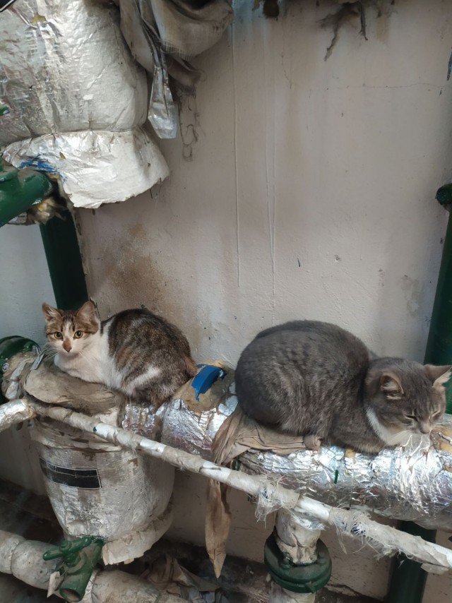 Коты-работяги