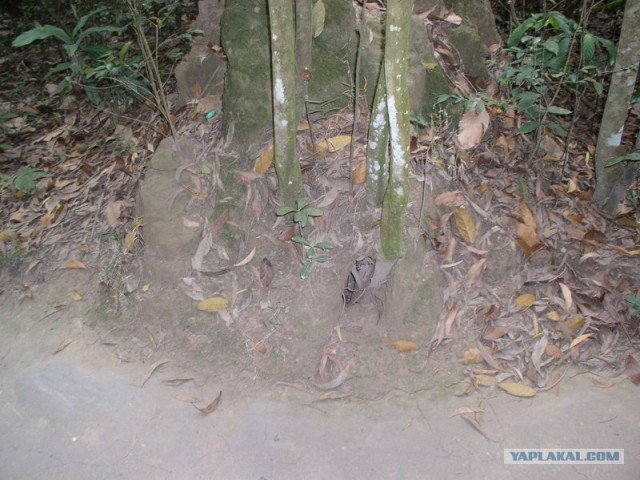 Вьетнамские ловушки (24 фото + текст)
