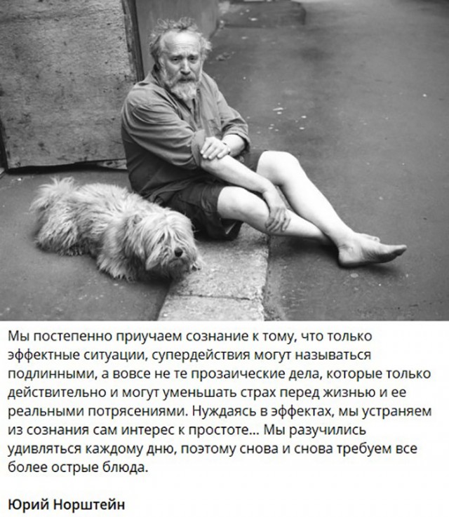 Собаки из истории в картинках